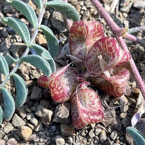 Red and yellow speckled legume seedpods, inflated like lungs and curved to a point on one end, grow in harsh soil.