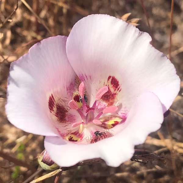 A late blooming mariposa lily has multiple beeteles inside pollinating and mating.