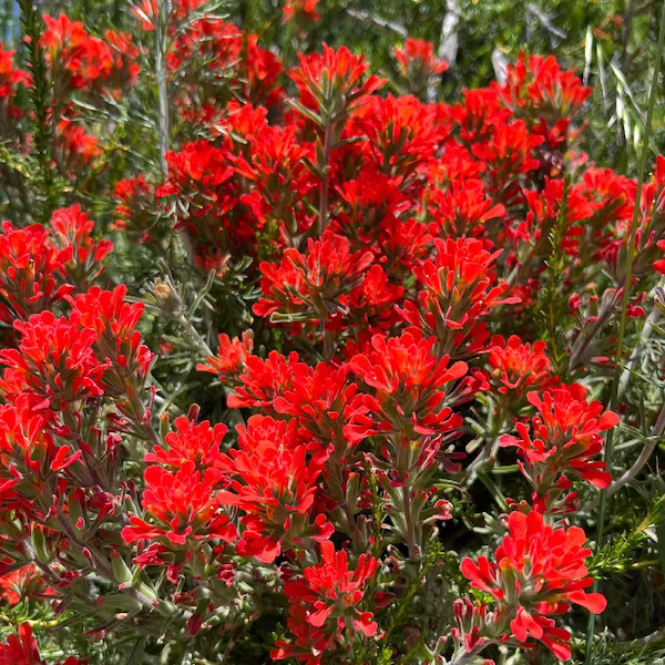 A patch of paitbrush glows vibrant red in a strong bloom.