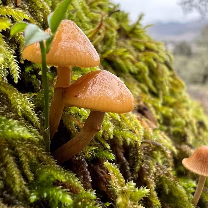 Two mushrooms emerge from damp moss growing on a boulder.