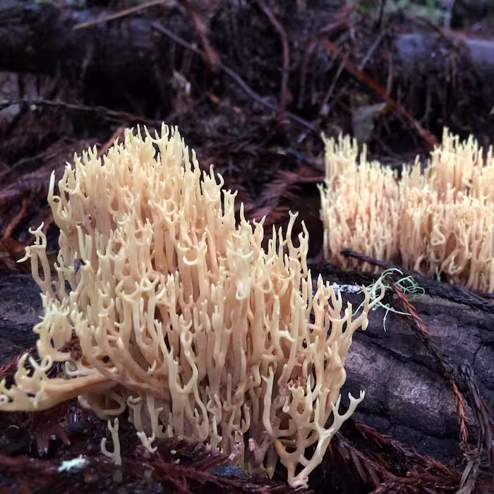 A coral like fungus emerges from the dark duff of a wet redwood forest.