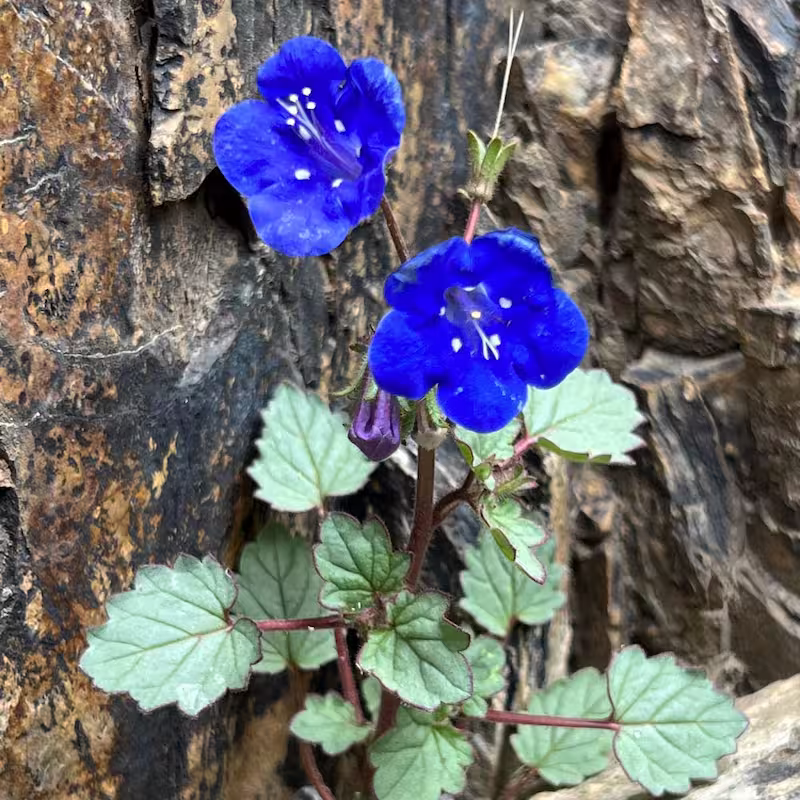 A desert phacelia in full bloom growing from a tiny crack in a vertical rock face.
