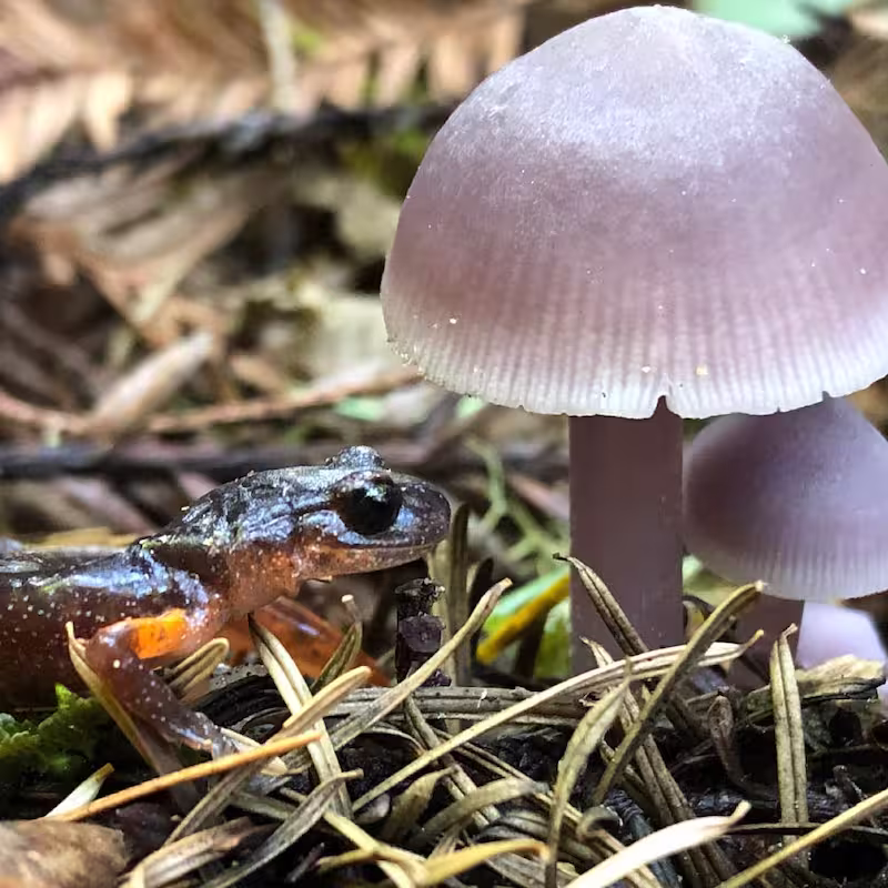 A rough-skinned salamander sits under a purple mushroom.