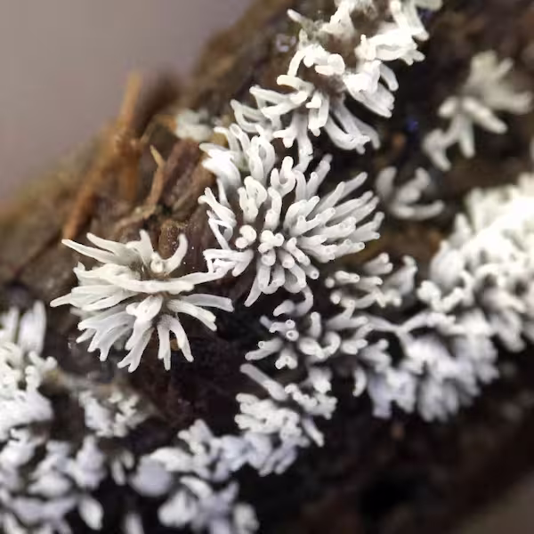 A coral slimemold, which looks more comparable to corals and anemones of the ocean, grows in patches on a rotting stick.
