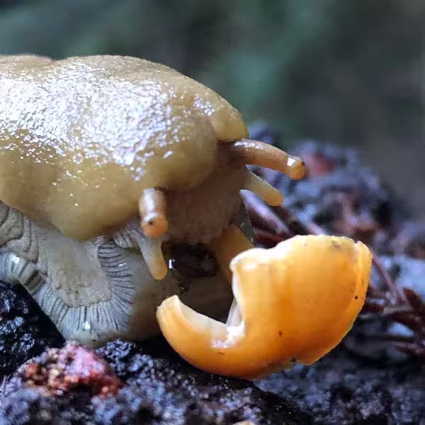 A banana slug eats a mushroom from the stem up.