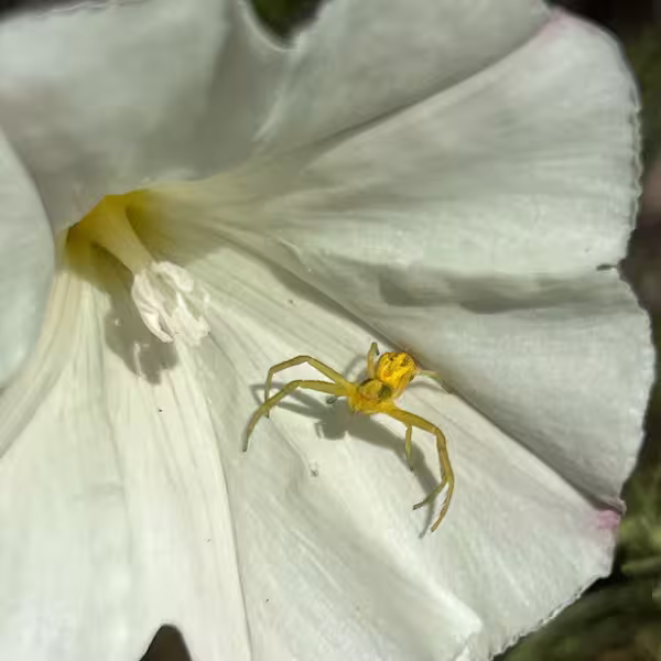 A crab-spider sits frozen, four arms streched out to its sides, waiting for prey to enter the large flower it occupies.